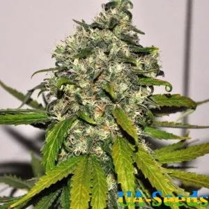 Auto AK 48 Feminised