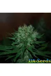Auto Blue Cheese Feminised