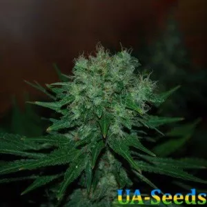 Auto Blue Cheese Feminised