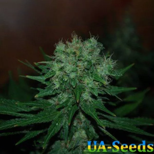 Насіння коноплі Auto Blue Cheese Feminised