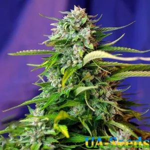 Auto Jack 47 Feminised