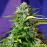 Auto Jack 47 Feminised