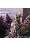 Auto Super Hash Feminised