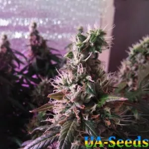 Auto Super Hash Feminised