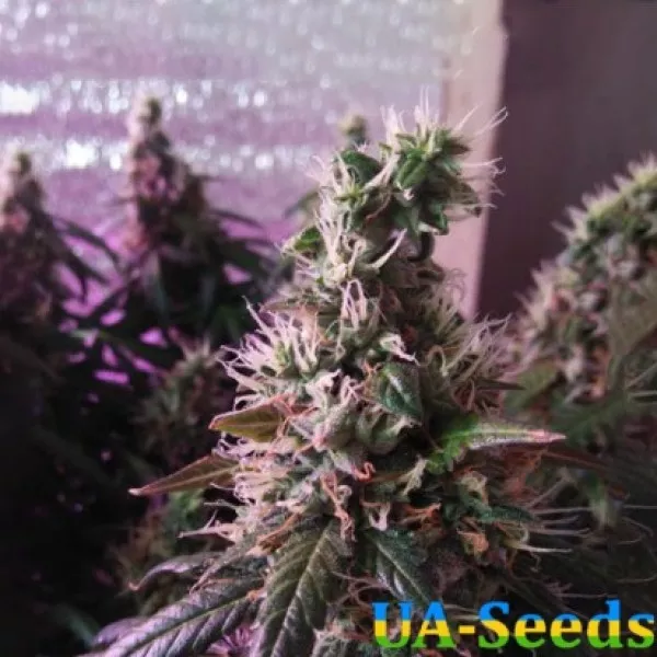 Насіння коноплі Auto Super Hash Feminised