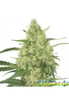 Hash Passion Feminised