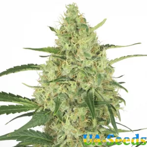 Hash Passion Feminised
