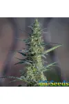White Widow x Jack Herer Feminised