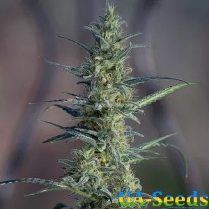 White Widow x Jack Herer Feminised