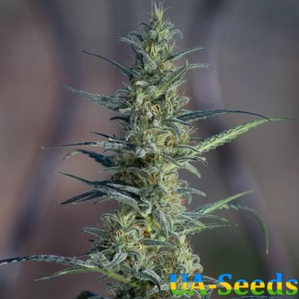Насіння коноплі White Widow x Jack Herer Feminised