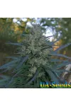 Auto Blueberry Bliss