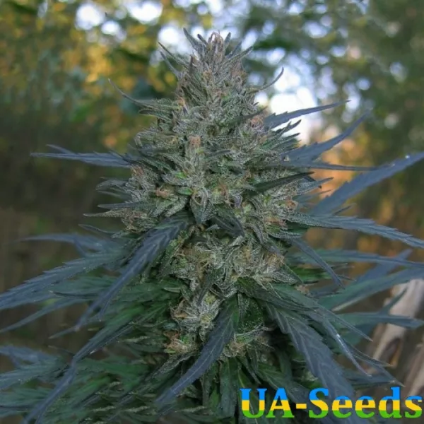 Семена конопли Auto Blueberry Bliss