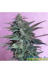 Auto Jet 47 Feminised