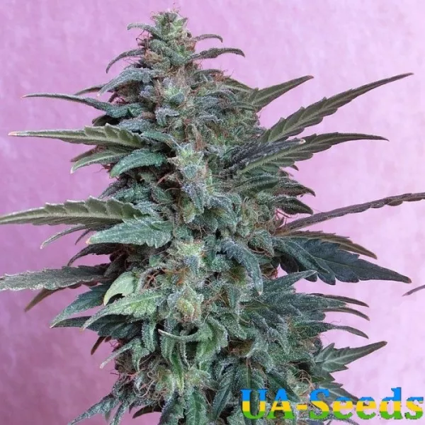 Семена конопли Auto Jet 47 Feminised
