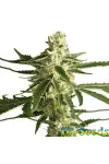 Auto White Diesel Haze Feminised