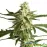 Auto White Diesel Haze Feminised