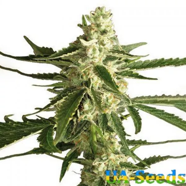 Насіння коноплі Auto White Diesel Haze Feminised
