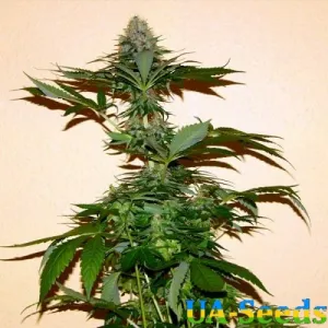 Afghanistan Lights Feminised