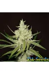 Auto Amnesia Haze Feminised