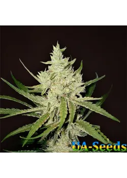 Auto Amnesia Haze Feminised