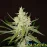 Auto Amnesia Haze Feminised