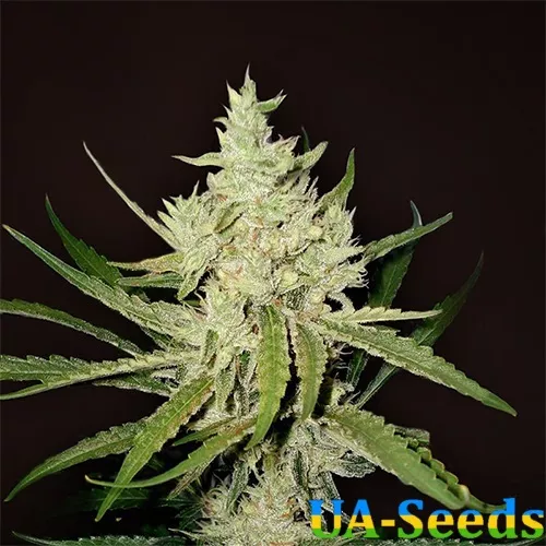 Насіння коноплі Auto Amnesia Haze Feminised