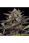 Auto Blueberry Bliss Feminised