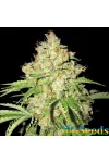 Auto White Russian