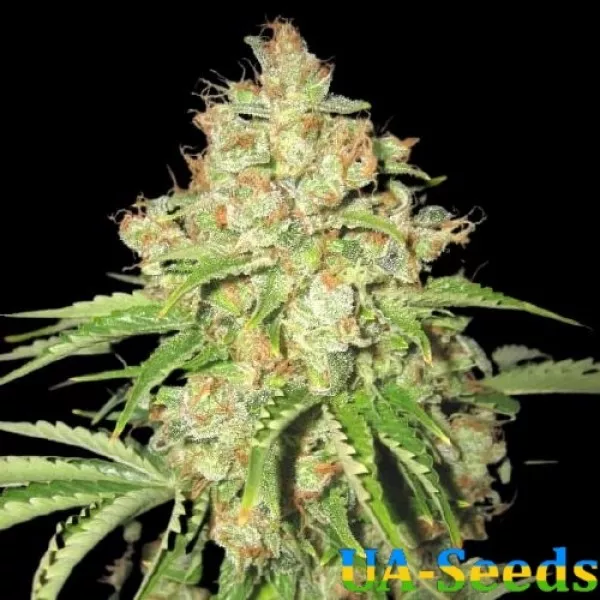 Семена конопли Auto White Russian