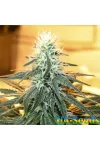 AK 47 Feminised