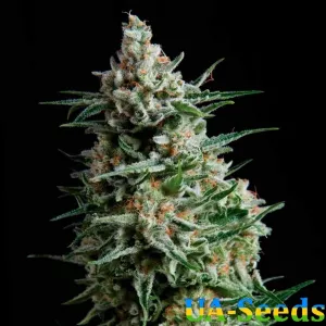 Auto Anesthesia