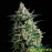 Auto Anesthesia