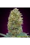 Auto Bubble Gum