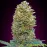 Auto Bubble Gum