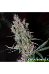 Auto Kali Mist Feminised