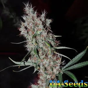 Auto Kali Mist Feminised