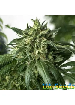 Auto White Russian XXL