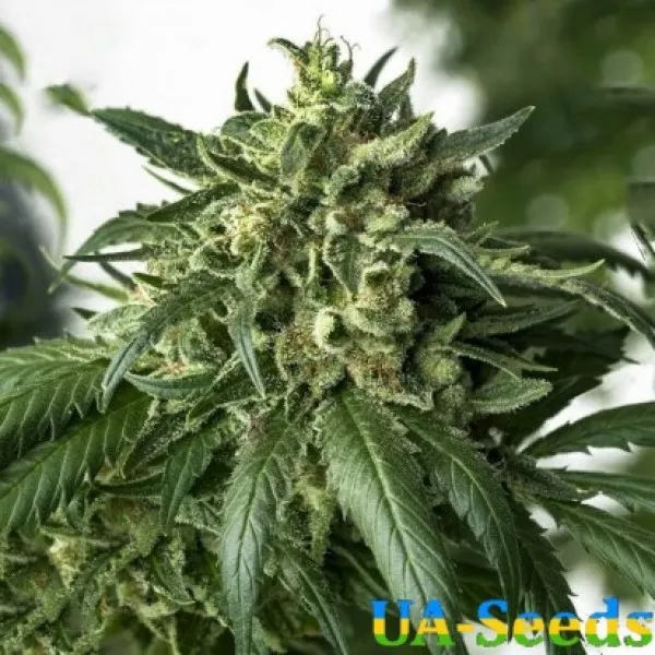 Семена конопли Auto White Russian XXL