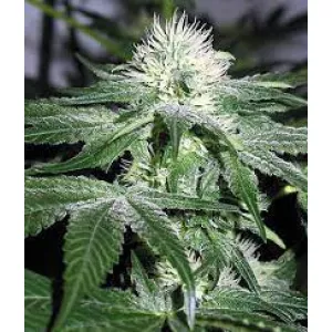 Indica Crystal Extreme Feminised