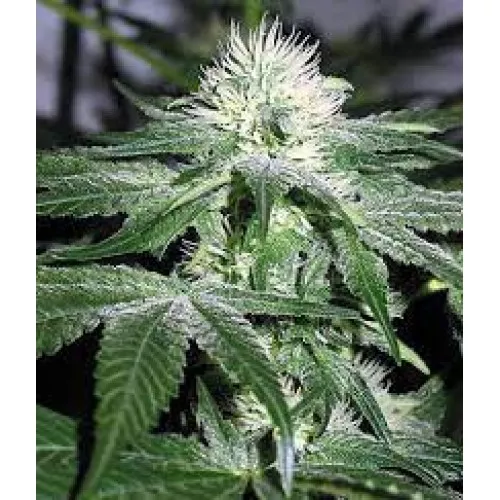 Indica Crystal Extreme Feminised