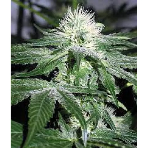 Семена конопли Indica Crystal Extreme Feminised Семена конопли Indica Crystal Extreme Feminised