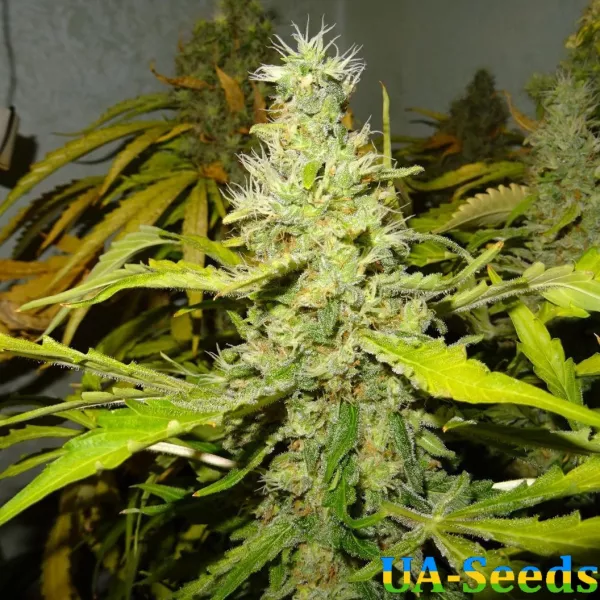 Семена конопли AK Kush Feminised Kalashnikov Seeds
