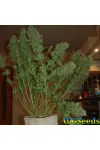 AK Kush Express Feminised Kalashnikov Seeds