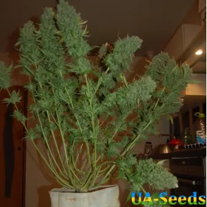 AK Kush Express Feminised Kalashnikov Seeds