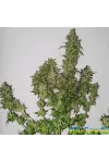 AK Skunk Feminised Kalashnikov Seeds