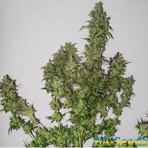 AK Skunk Feminised Kalashnikov Seeds