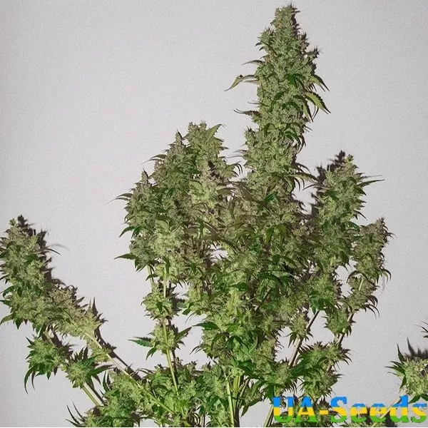 Насіння коноплі AK Skunk Feminised Kalashnikov Seeds