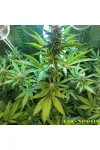 Ak Skunk Auto Kalashnikov Seeds