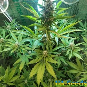 Ak Skunk Auto Kalashnikov Seeds