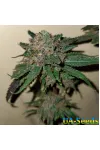 Amnesia Molotov Feminised Kalashnikov Seeds Amnesia Molotov Feminised Kalashnikov Seeds